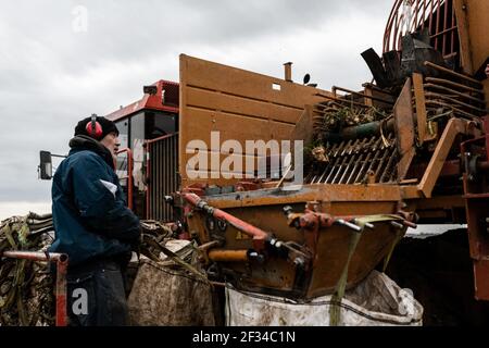 Photo du dossier en date du 20 octobre 2020 - UN homme sur un tracteur observe la récolte des betteraves et prépare des sacs à remplir de betterave sucrière pendant les récoltes dans un champ où des plantes contaminées par la maladie du jaunisse, causée par la propagation des pucerons verts. Les betteraves malades et être repéré par les feuilles jaunes au lieu de vert. Clermont-les-Fermes , France. Le Conseil d'État a validé lundi l'autorisation temporaire d'utilisation des néonicotinoïdes pour les betteraves à sucre. Le décret du gouvernement sur cette question explosive, qui est contré par les associations environnementales, n'est pas contraire à la Banque D'Images