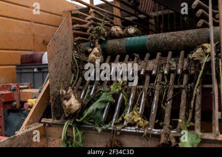 Photo du dossier datée du 20 octobre 2020 - les betteraves sucrières passent par un tracteur pendant la récolte dans un champ avec des plantes contaminées par la maladie du jaunisse, causée par la propagation des pucerons verts. Les betteraves malades et être repéré par les feuilles jaunes au lieu de vert. Clermont-les-Fermes , France. Le Conseil d'État a validé lundi l'autorisation temporaire d'utilisation des néonicotinoïdes pour les betteraves à sucre. Le décret du gouvernement sur cette question explosive, qui est opposé par les associations environnementales, n'est "contraire ni à la Constitution ni au droit européen", a déclaré l'institution. Photo par DAB Banque D'Images