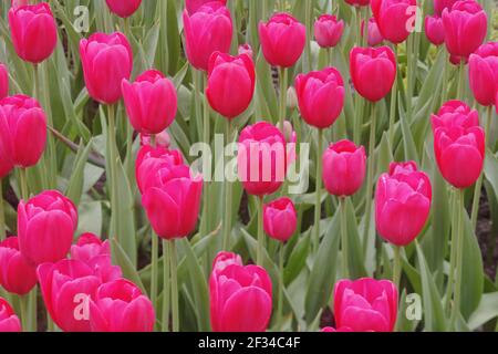 Fleurs de tulipes mixtes BedsKeukenhof Gardens pays-Bas PL001663 Banque D'Images