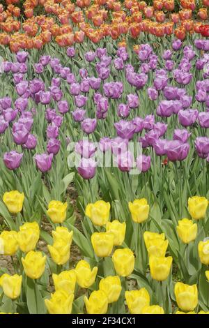 Fleurs de tulipes mixtes BedsKeukenhof Gardens pays-Bas PL001680 Banque D'Images