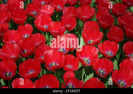 Fleurs de tulipes mixtes BedsKeukenhof Gardens pays-Bas PL001684 Banque D'Images