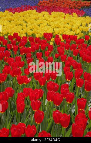 Fleurs de tulipes mixtes BedsKeukenhof Gardens pays-Bas PL001687 Banque D'Images