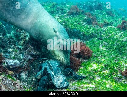 Sealion joue avec Marina iguana plongée dans l'océan, Galapagos Banque D'Images