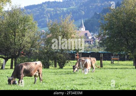 Vaches descendant des Alpes, Entlebuchar Alpafahrt, Suisse Banque D'Images