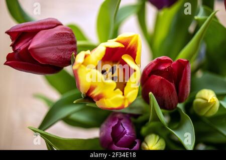 Gros plan de fleurs de tulipe jaunes, rouges et violettes dans un bouquet de fête des mères Banque D'Images