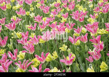 Fleurs de tulipes mixtes BedsKeukenhof Gardens pays-Bas PL001718 Banque D'Images