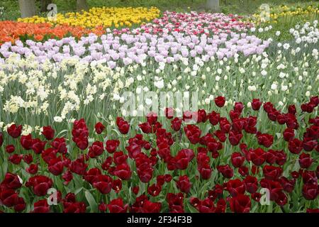 Fleurs de tulipes mixtes BedsKeukenhof Gardens pays-Bas PL001727 Banque D'Images