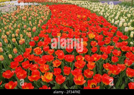 Fleurs de tulipes mixtes BedsKeukenhof Gardens pays-Bas PL001732 Banque D'Images