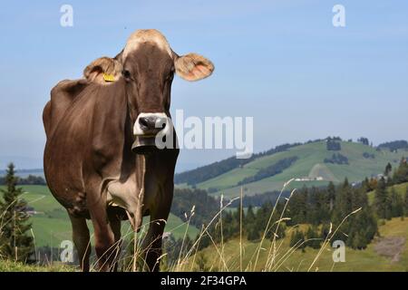 Vaches descendant des Alpes, Entlebuchar Alpafahrt, Suisse Banque D'Images