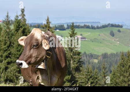 Vaches descendant des Alpes, Entlebuchar Alpafahrt, Suisse Banque D'Images