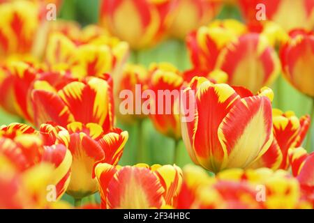 Tulip 'Banja Luka'Keukenhof Gardens pays-Bas PL001779 Banque D'Images