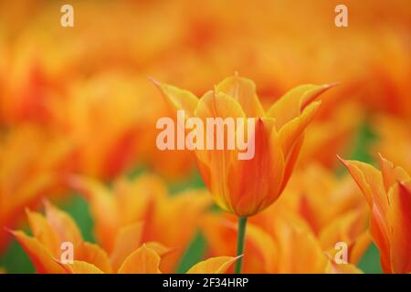 Tulip 'Ballerina'Keukenhof Gardens pays-Bas PL001786 Banque D'Images