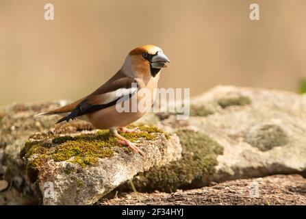 Hawfinch mâle à la première lumière du jour avec plumage rutting dans son territoire de reproduction Banque D'Images