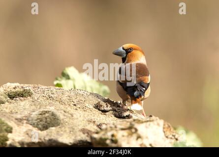 Hawfinch mâle à la première lumière du jour avec plumage rutting dans son territoire de reproduction Banque D'Images