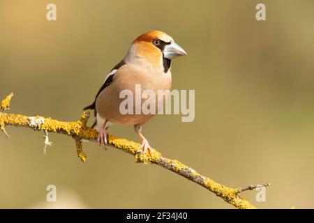 Hawfinch mâle à la première lumière du jour avec plumage rutting dans son territoire de reproduction Banque D'Images