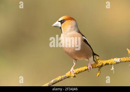 Hawfinch mâle à la première lumière du jour avec plumage rutting dans son territoire de reproduction Banque D'Images