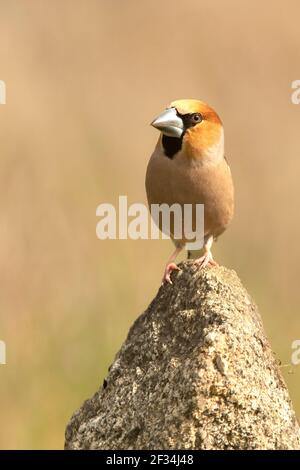 Hawfinch mâle à la première lumière du jour avec plumage rutting dans son territoire de reproduction Banque D'Images