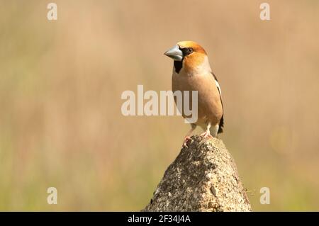 Hawfinch mâle à la première lumière du jour avec plumage rutting dans son territoire de reproduction Banque D'Images