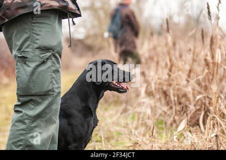 Black labrador Retriever est assis patiemment près de son propriétaire attendant pour son tour à récupérer Banque D'Images