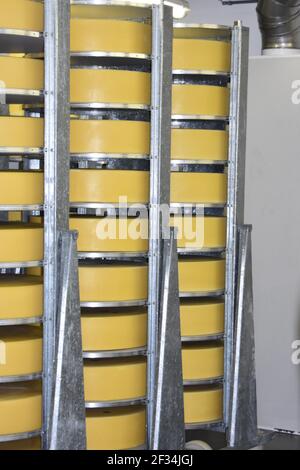 Moutons producteurs de lait, pour la fabrication de fromage, Suisse Banque D'Images