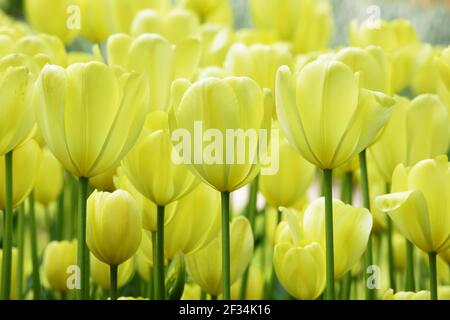 Tulip 'Golden Harvest'Keukenhof Gardens pays-Bas PL001816 Banque D'Images