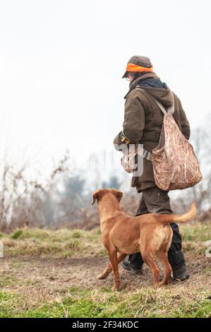 Labrador Retriver, un renard roux entraîné, marche au talon. Le chien marche près de son propriétaire lors d'un essai de chasse sur le terrain Banque D'Images