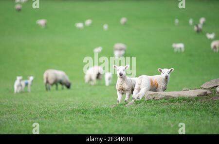 Deux agneaux jumeaux de bétail de moutons sur les terres agricoles et l'herbe verte Banque D'Images