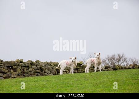 Deux agneaux jumeaux de bétail de moutons sur les terres agricoles et l'herbe verte Banque D'Images