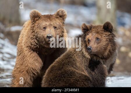 Deux ours bruns dans la forêt de près. Scène sauvage de la nature printanière. Animal sauvage dans l'habitat naturel Banque D'Images