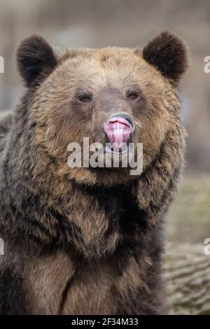 Portrait drôle d'ours brun dans la forêt de près. Scène sauvage de la nature printanière. Animal sauvage dans l'habitat naturel Banque D'Images