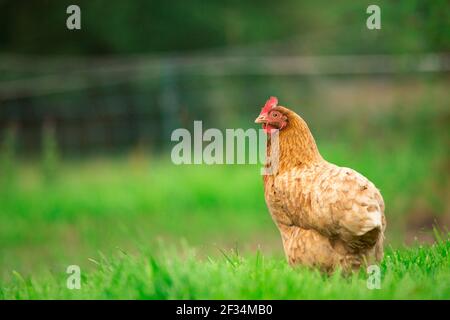 Orange hybride pondre la volaille de poule sur fond d'herbe Banque D'Images