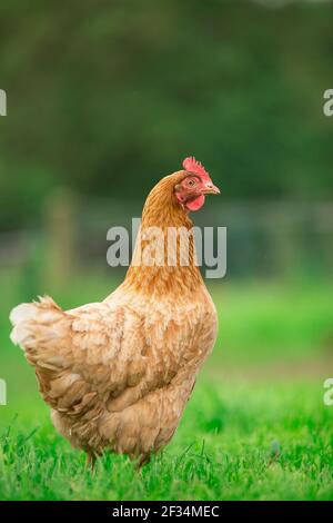 Orange hybride pondre la volaille de poule sur fond d'herbe Banque D'Images