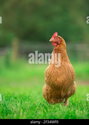 Orange hybride pondre la volaille de poule sur fond d'herbe Banque D'Images