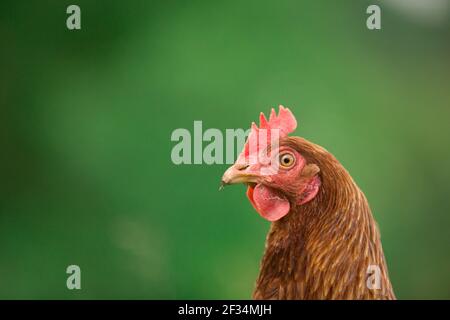 Orange hybride pondre la volaille de poule sur fond d'herbe Banque D'Images