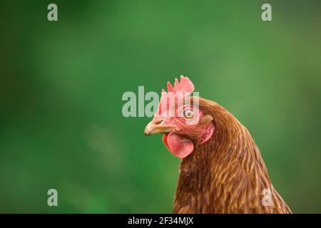 Orange hybride pondre la volaille de poule sur fond d'herbe Banque D'Images