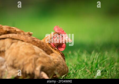 Orange hybride pondre la volaille de poule sur fond d'herbe Banque D'Images