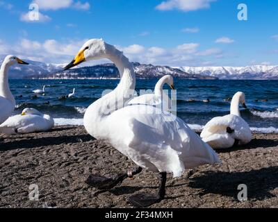 Cygne dans le lac de Kusharo, Hokkaido, Japon Banque D'Images