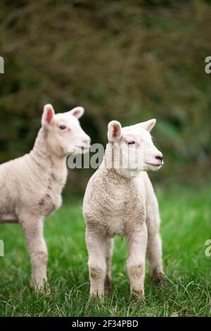 Deux agneaux jumeaux de bétail de moutons sur les terres agricoles et l'herbe verte Banque D'Images