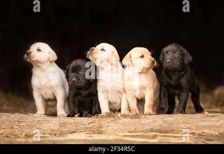 Labrador Golden Retriever chiots ensemble Banque D'Images