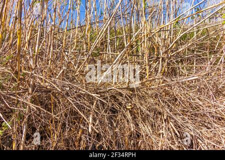 Arundo donax, canne sauvage en pleine croissance sur une rive escarpée Banque D'Images