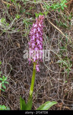 Himantoglossum robertianum, plante géante d'orchidée sauvage en fleur Banque D'Images