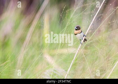 Un oiseau de mannequin aux châtaignes perché sur une branche de plante Banque D'Images