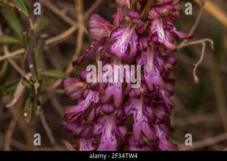 Himantoglossum robertianum, plante géante d'orchidée sauvage en fleur Banque D'Images