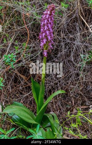 Himantoglossum robertianum, plante géante d'orchidée sauvage en fleur Banque D'Images