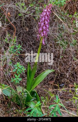 Himantoglossum robertianum, plante géante d'orchidée sauvage en fleur Banque D'Images