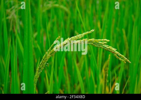 Plante de riz, gros plan de rafle de riz vert sur le terrain, vue de grains individuels Banque D'Images