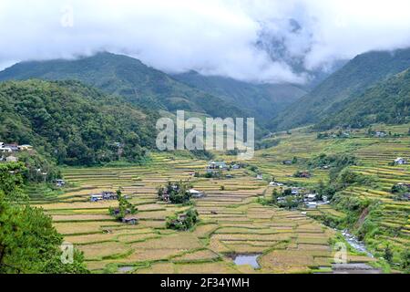 Philippines, rizières en terrasses dans la vallée Hapao, Banaue Banque D'Images