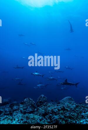 Grande école de requins-marteaux pétondés à l'arche de Darwin, îles Galapagos, en Équateur Banque D'Images