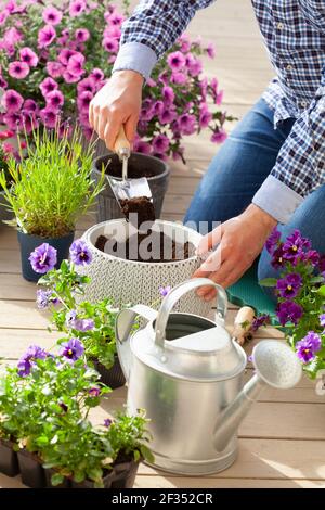 homme jardinier plantant du pansy, fleurs de lavande dans un pot de fleurs dans le jardin sur la terrasse Banque D'Images