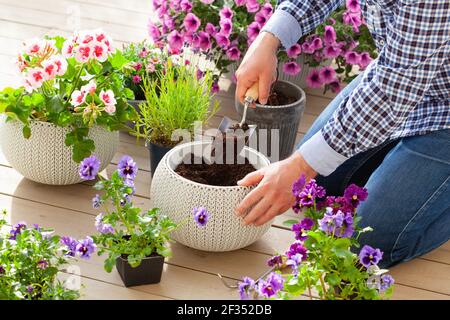 homme jardinier plantant du pansy, fleurs de lavande dans un pot de fleurs dans le jardin sur la terrasse Banque D'Images